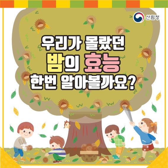 우리가 몰랐던 밤의 효능 한번 알아볼까요?