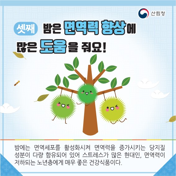 셋째 밤은 면역력 양상에 많은 도움을 줘요! 밤에는 면역세포를 활성화시켜 면역력을 증가시키는 당지질 성분이 다량 함유되어 있어 스트레스가 많은 현대인, 면역력이 저하되는 노년층에게 매우 좋은 건강식품이다.