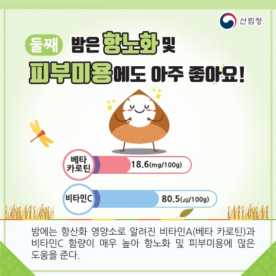 둘째 밤은 노화 및 에도 아주 좋아요! 밤에는 항산화 영양소로 알려진 비타민A(베타 카로틴)과 비타민C 함량이 매우 높아 항노화 및 피부미용에 많은 도움을 준다.