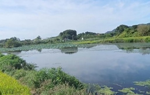 대조못