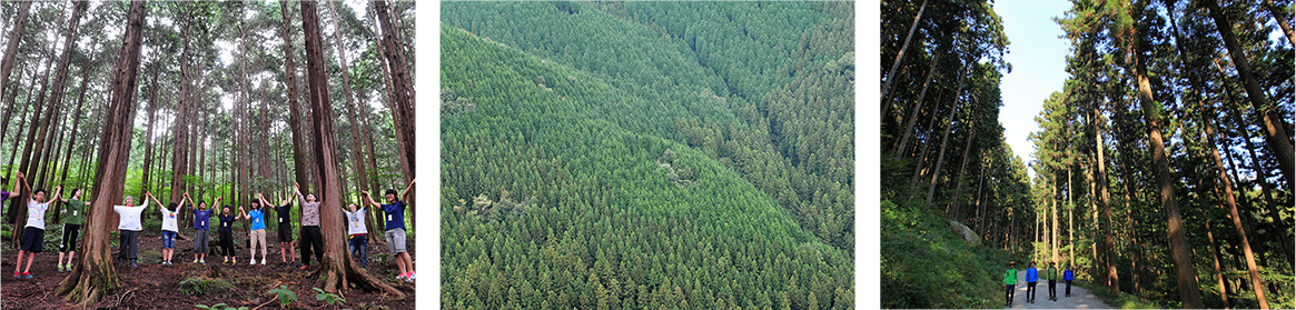 장성 편백나무 숲 이미지