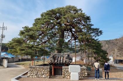 행곡리 처진소나무