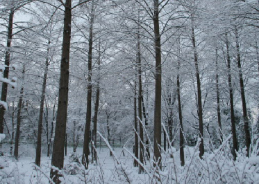 문배나무길 겨울