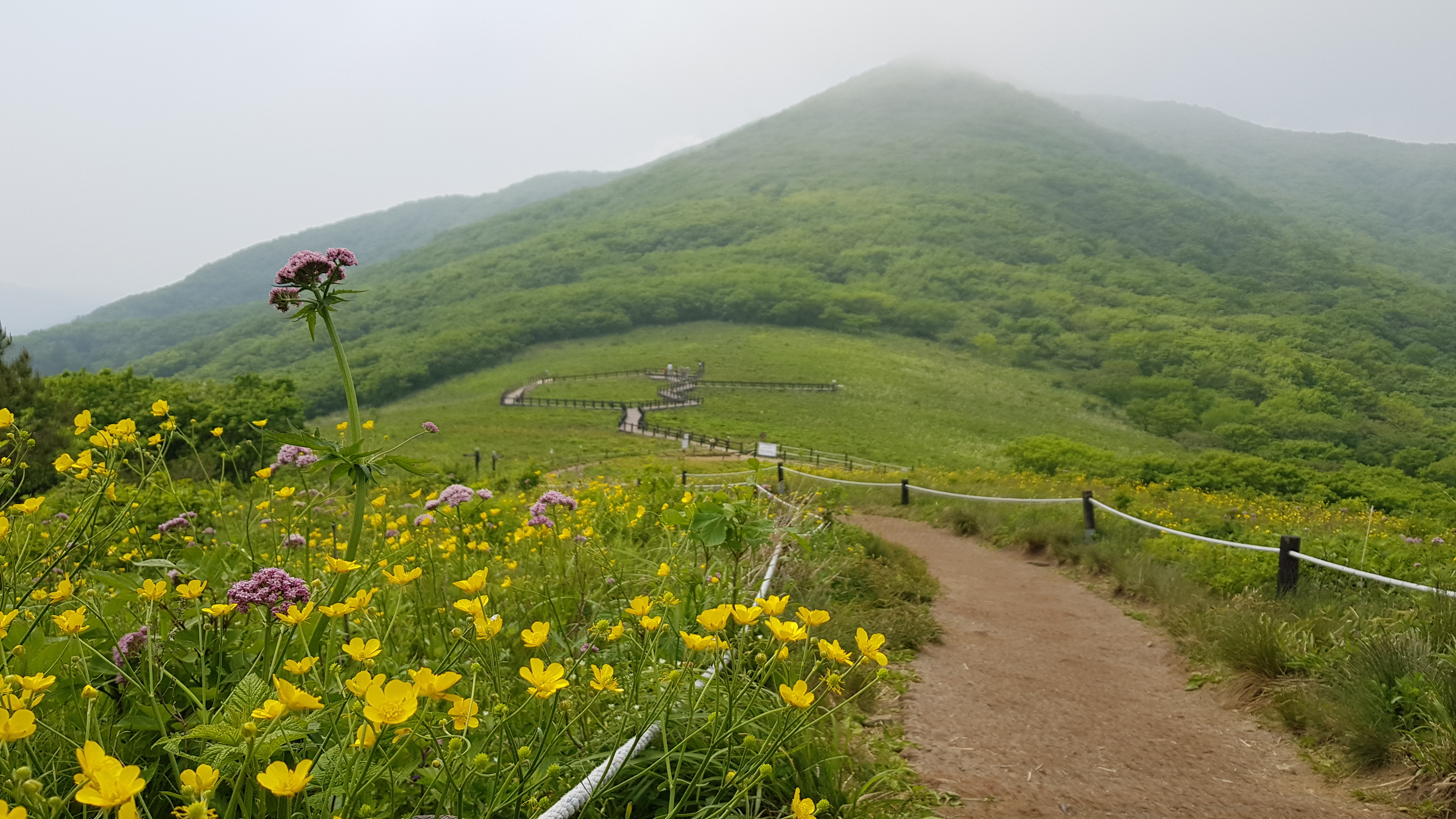 점봉산 곰배령의 여름